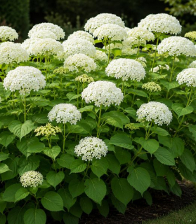 Hydrangea arborescens 'Stand Up White'